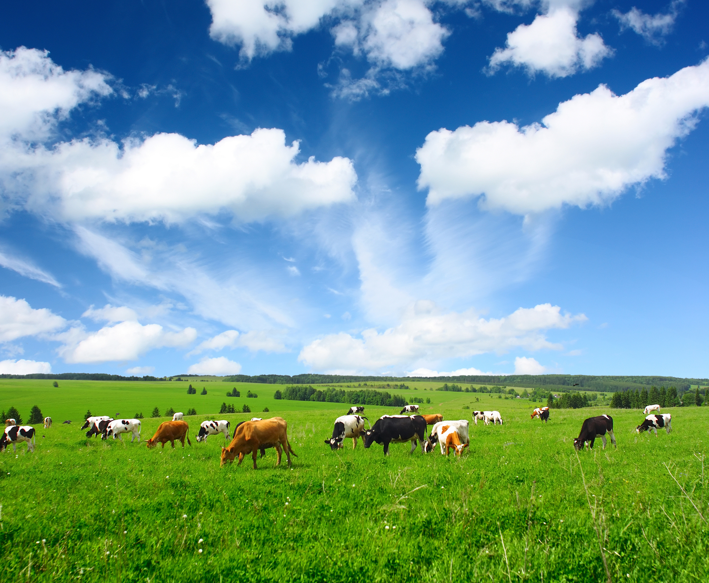 Les vaches produisent de l’énergie en Israël